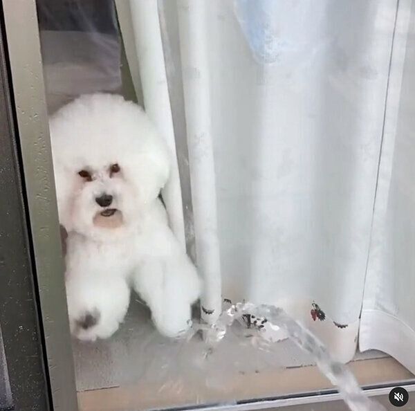 水に反応するしらすくん