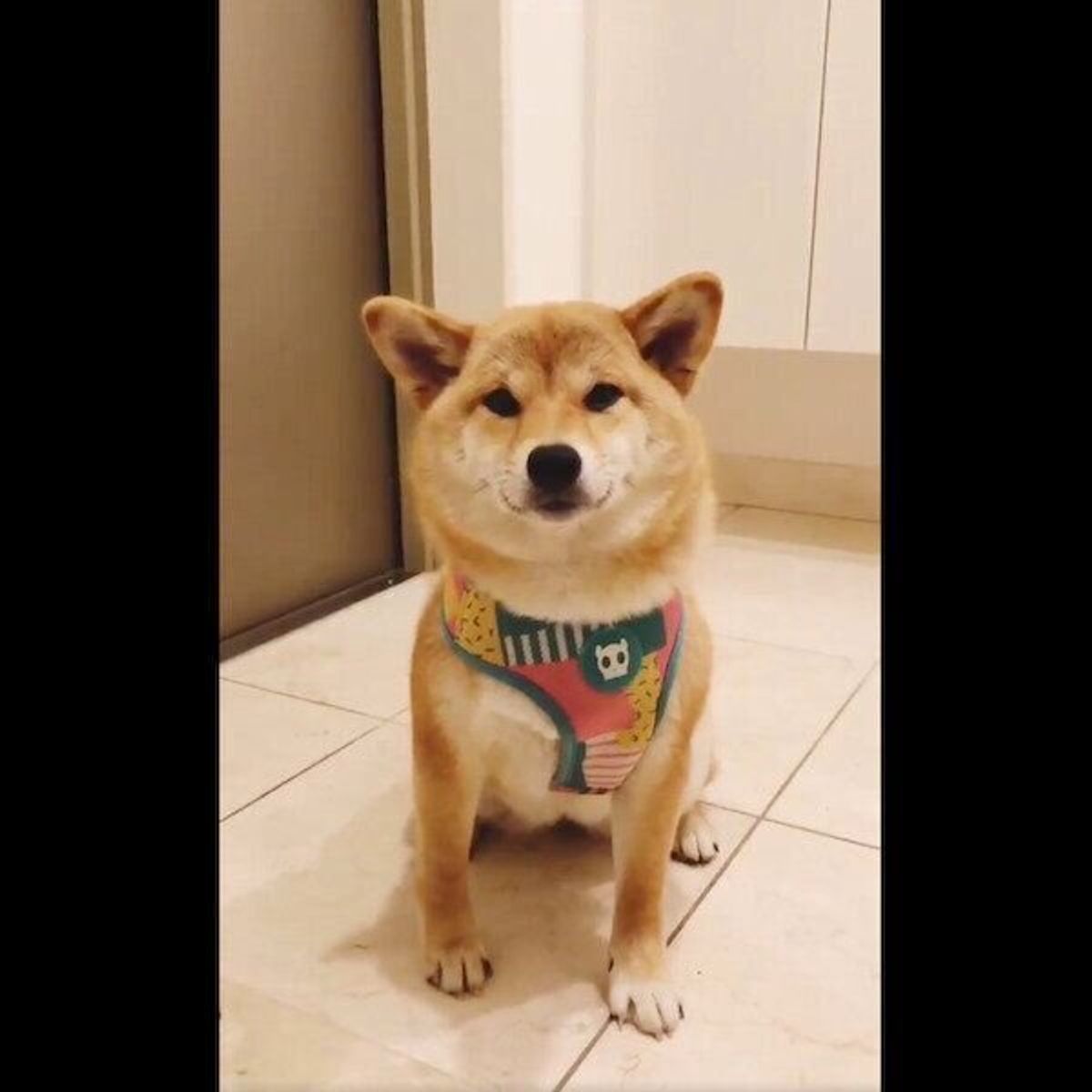 足拭きをおりこうに待つ柴犬 突然の 鼻風船 のオコ顔に笑いが止まらない いぬのきもちweb Magazine 足拭きをおりこうに待つ柴犬 突然の 鼻風船 のオコ顔に笑いが止まらない いぬのきもちweb Magazine