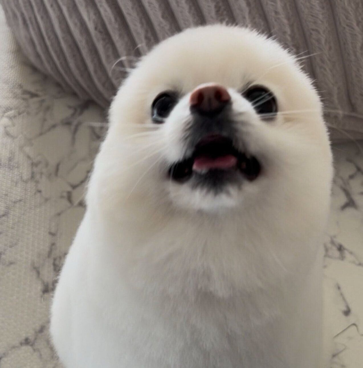 アザラシのようなぽんちゃん