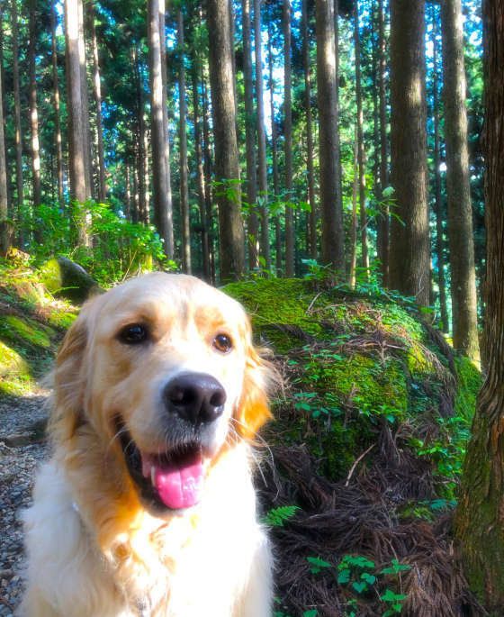 ゴールデン・レトリーバーのラズくん