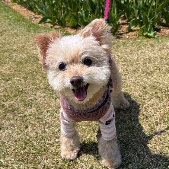 犬がくしゃみをする原因と病気の可能性、くしゃみが気になる場合の対応 いぬのきもち