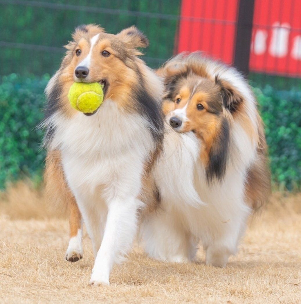 ロイくんと遊ぶレオくん