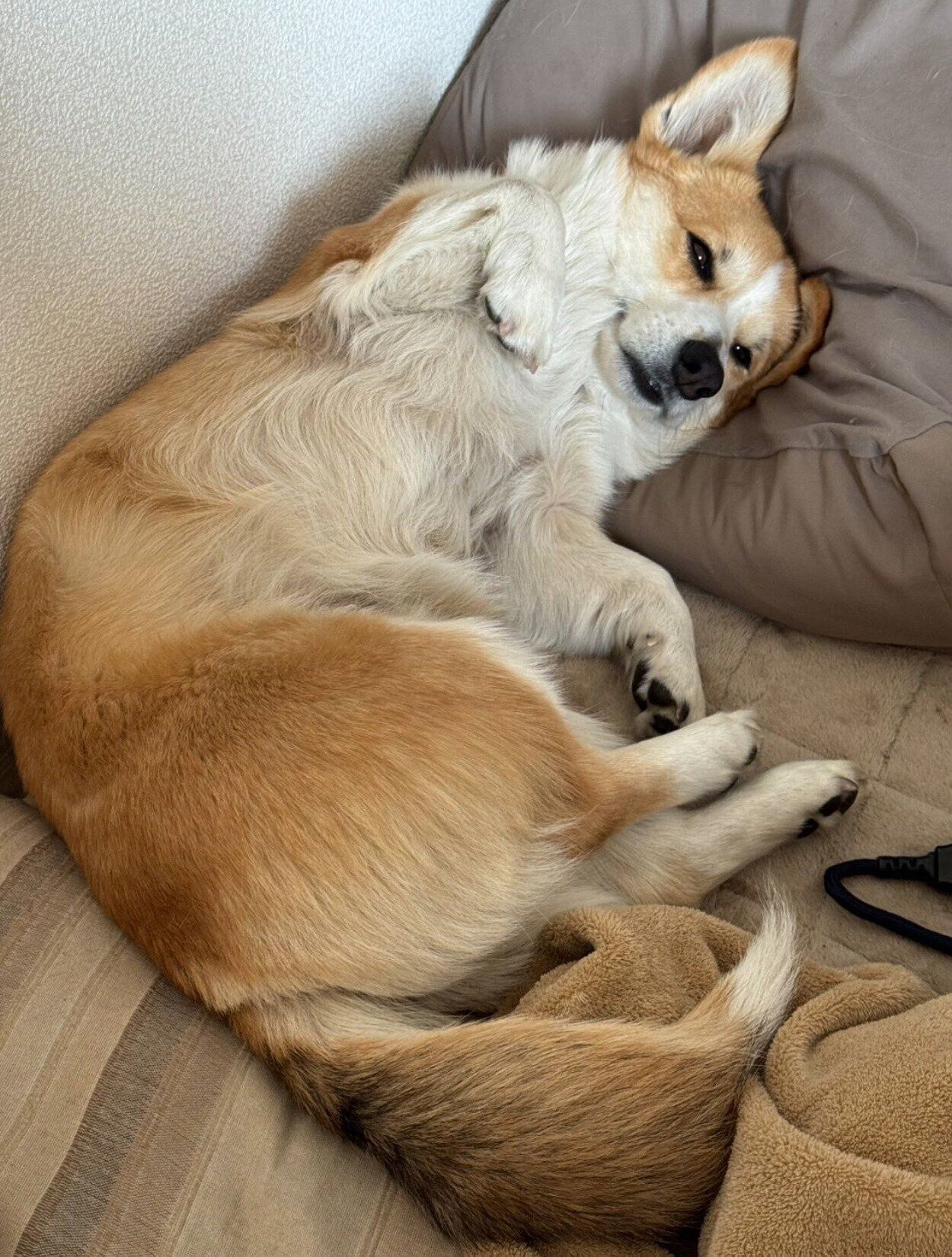 くつろぐたるとくん