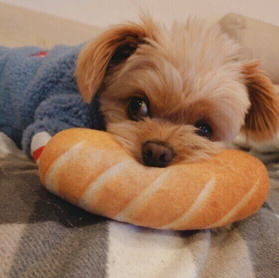 犬の介護が必要になるってどういうこと？