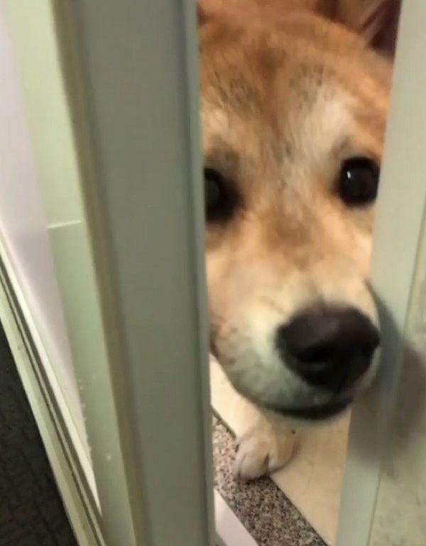 初シャンプーする柴犬