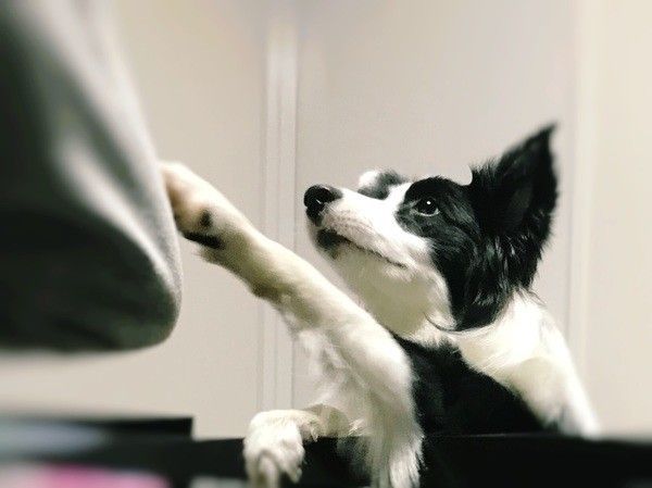 ボーダー・コリー