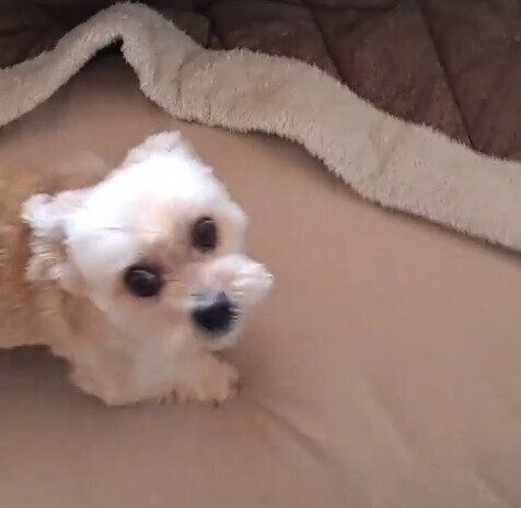 飼い主さんのもとに走ってくるククちゃん