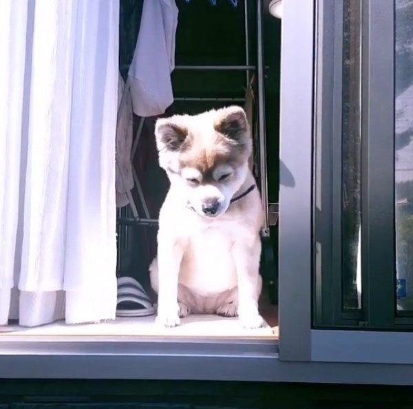 日向ぼっこする犬