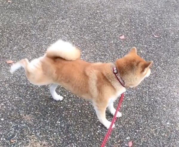 足を蹴り上げるユクちゃん