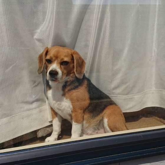 留守番するビーグル