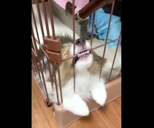 お水を飲んでそのまま寝てしまったリリーちゃん