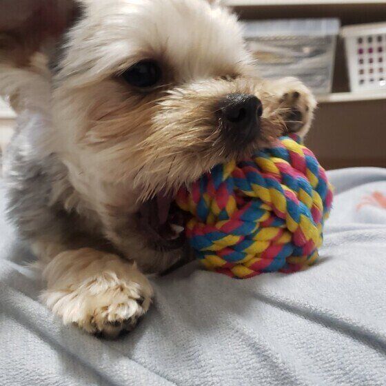 ボールを咥えるレオンくん（ヨークシャー・テリア）