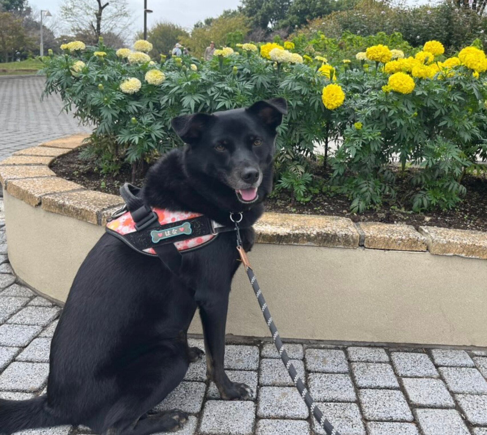 散歩をするはなちゃん