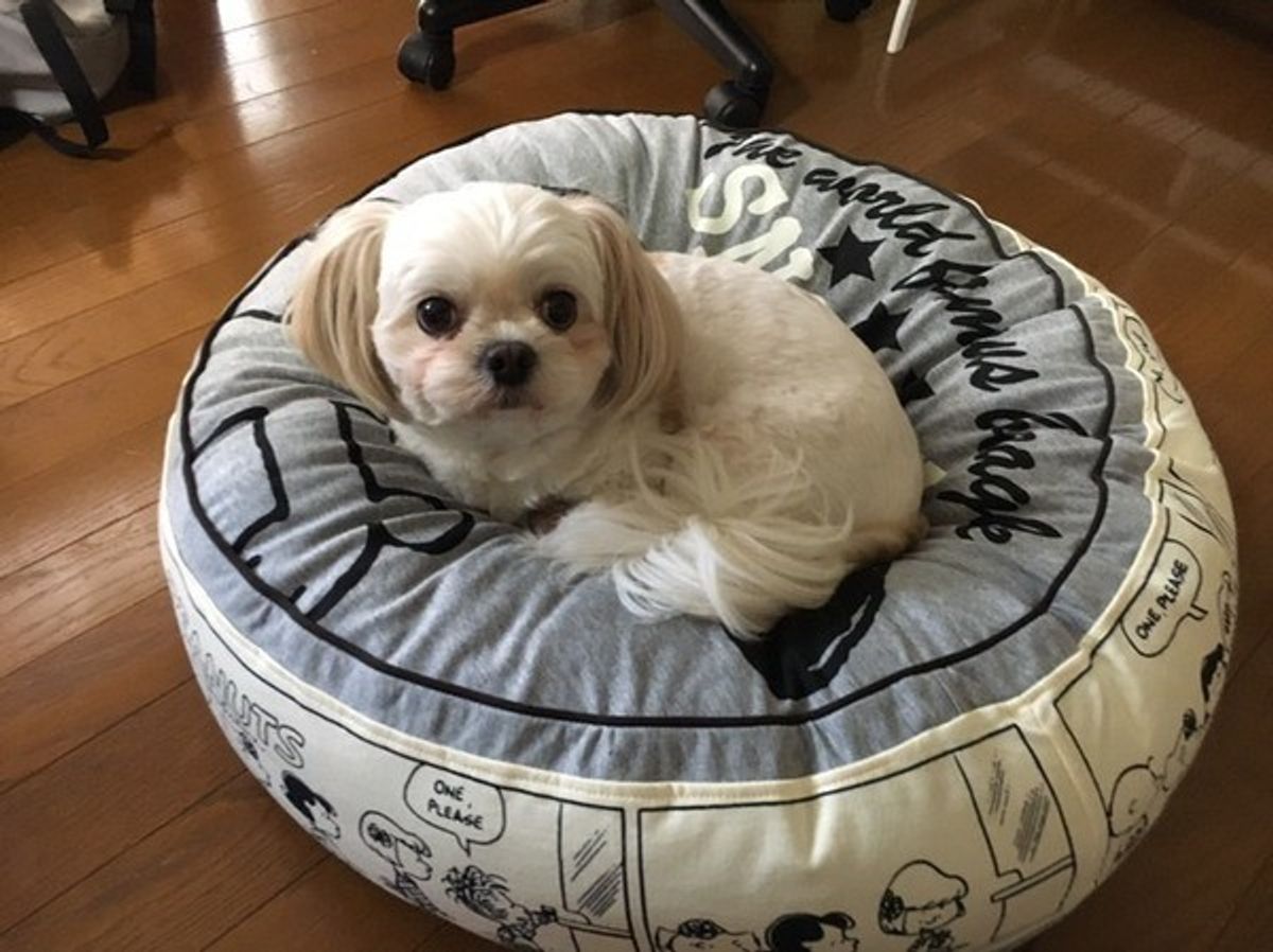 愛犬をノビノビ自由に留守番させてない 正しい留守番スタイルはコレ いぬのきもちweb Magazine 愛犬をノビノビ自由に留守番させてない 正しい留守番スタイルはコレ いぬのきもちweb Magazine