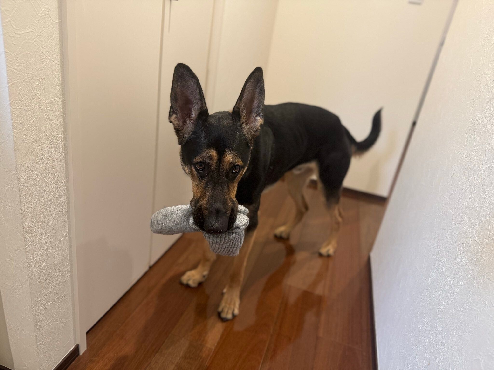 大好きな靴下をくわえる犬