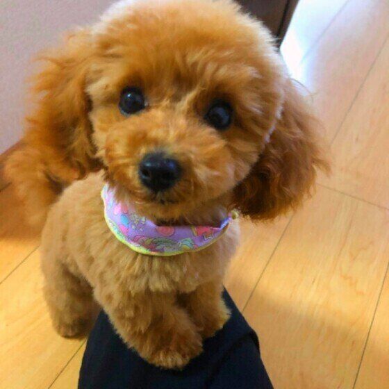 見つめるトイ・プードル