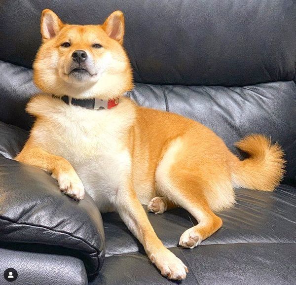 貫禄ある姿の柴犬