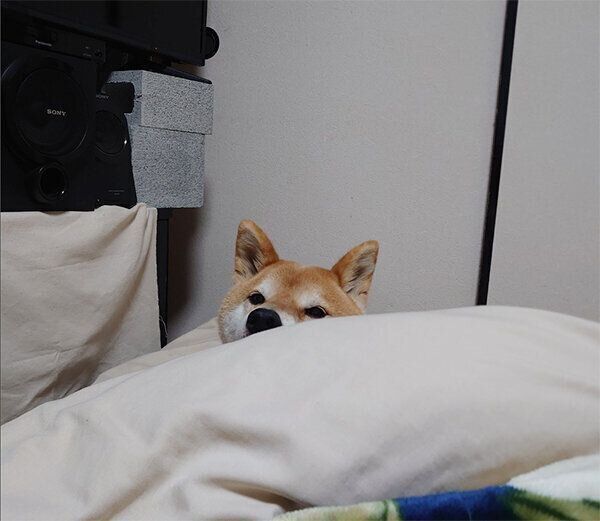 雨の日の散歩が嫌で隠れているつもりのテツくん