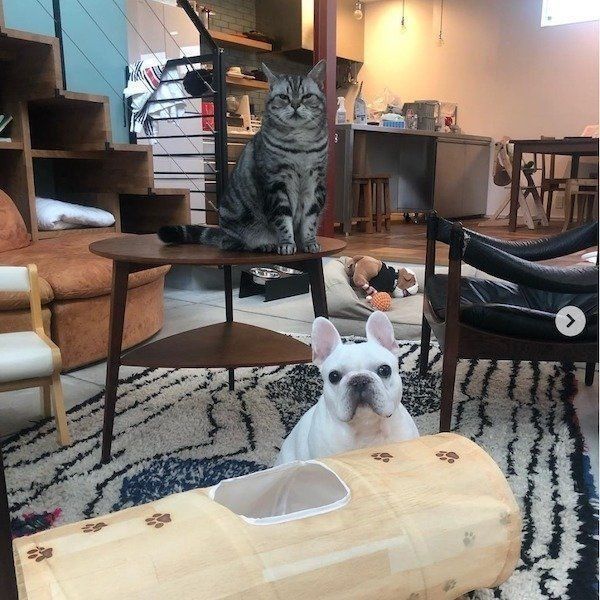 猫のしっぽが顔に当たるフレンチ・ブルドッグ