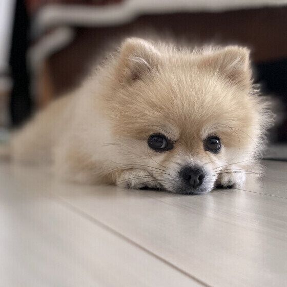ポメラニアンのこむぎちゃん