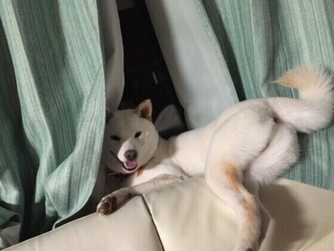 柴のしっぽ は9種類ある かわいいしっぽの画像もお届け いぬのきもちweb Magazine 柴のしっぽ は9種類ある かわいいしっぽの画像もお届け いぬのきもちweb Magazine