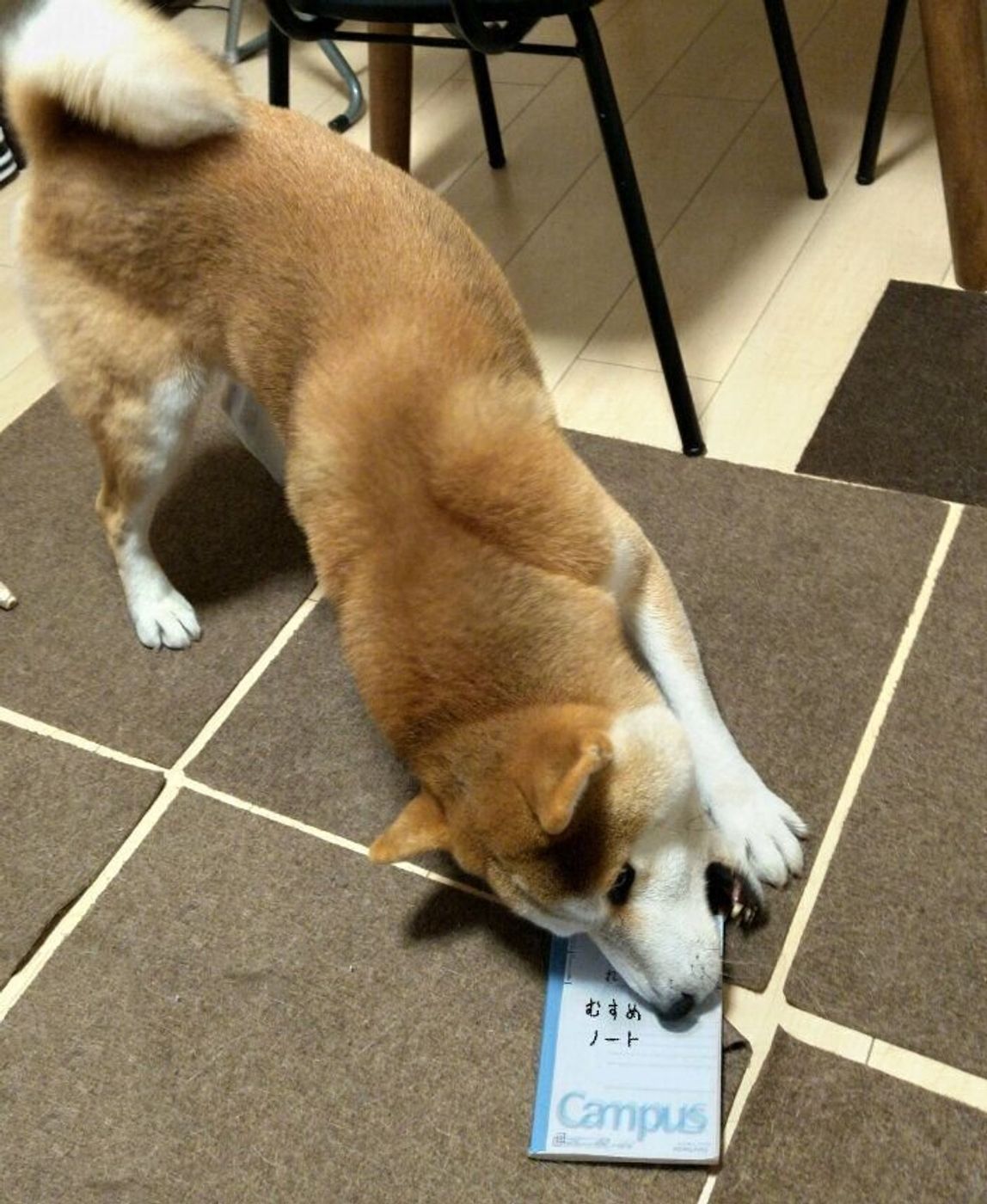 柴犬タロさんの謎すぎる行動 まさかのウケ狙い 犬もフレーメン反応するの 連載 モフモフ柴とプニプニ娘 第168話 いぬのきもちweb Magazine 柴犬タロさんの謎すぎる行動 まさかのウケ狙い 犬もフレーメン反応するの 連載 モフモフ柴とプニプニ娘 第168話 いぬのきもちweb Magazine