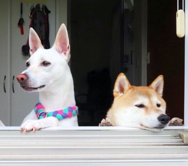 外を眺めるすずちゃんとハルちゃん