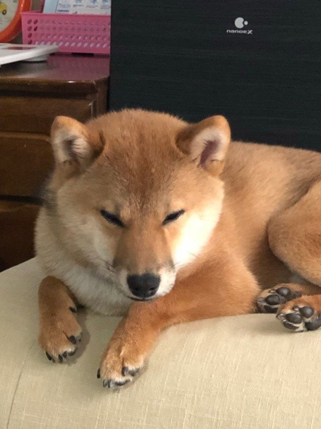 長すぎも短すぎもダメ 犬の適切な睡眠時間の目安は いぬのきもちweb Magazine 長すぎも短すぎもダメ 犬の適切な睡眠時間の目安は いぬのきもちweb Magazine