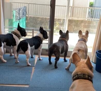 犬　フレンチブルドッグ