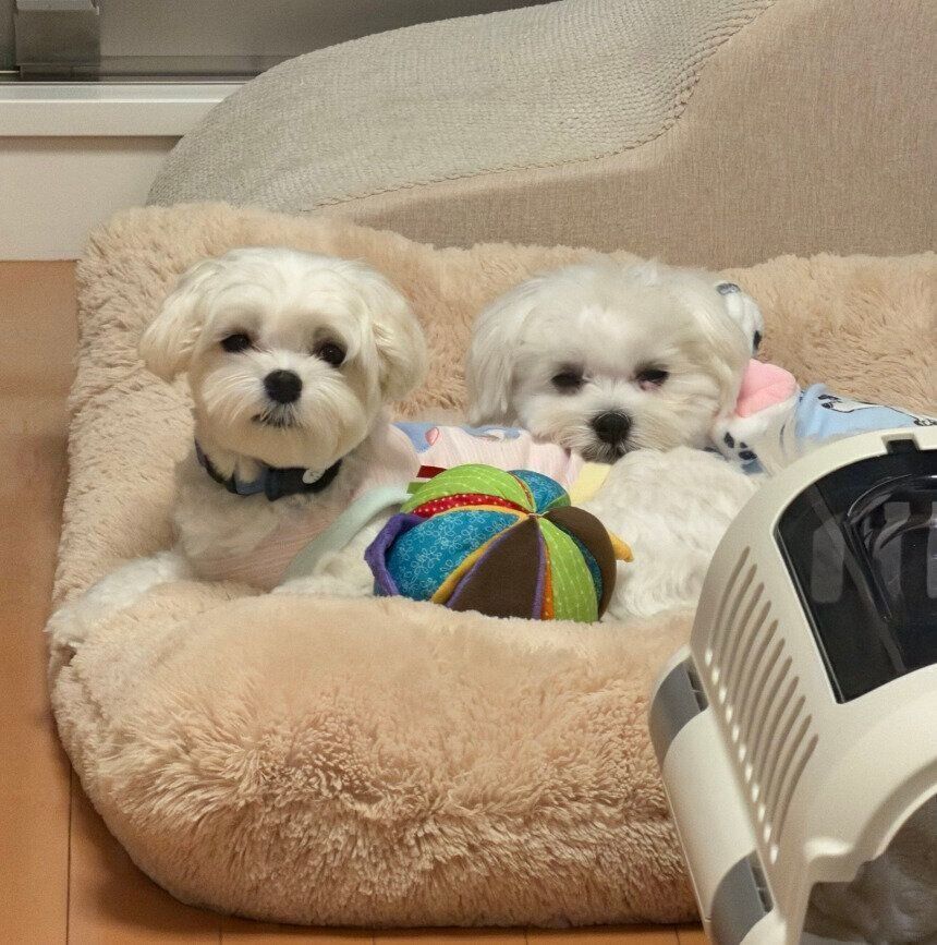 寄り添う2匹のマルチーズ