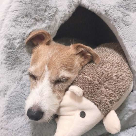 ぬいぐるみの隣で眠るジャック・ラッセル・テリア