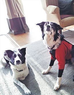 山梨県 H.N.さんとともに豪雪による孤立を経験したまゆみちゃん（享年15才）とほまれちゃん（10才）ともにメス・ボーダーコリー