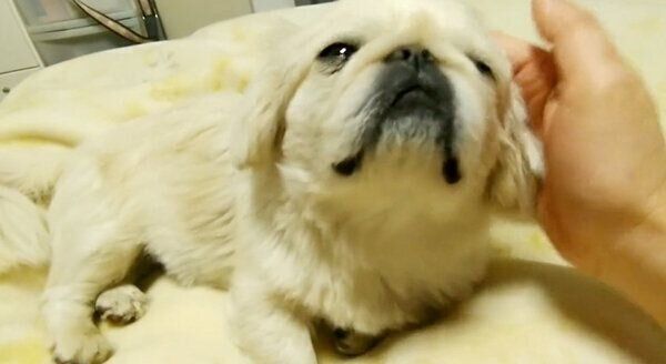 なでてもらうモッチちゃん