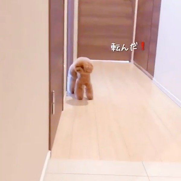 だるまさんが転んだ でワンコがプロ級の動き いぬのきもちweb Magazine