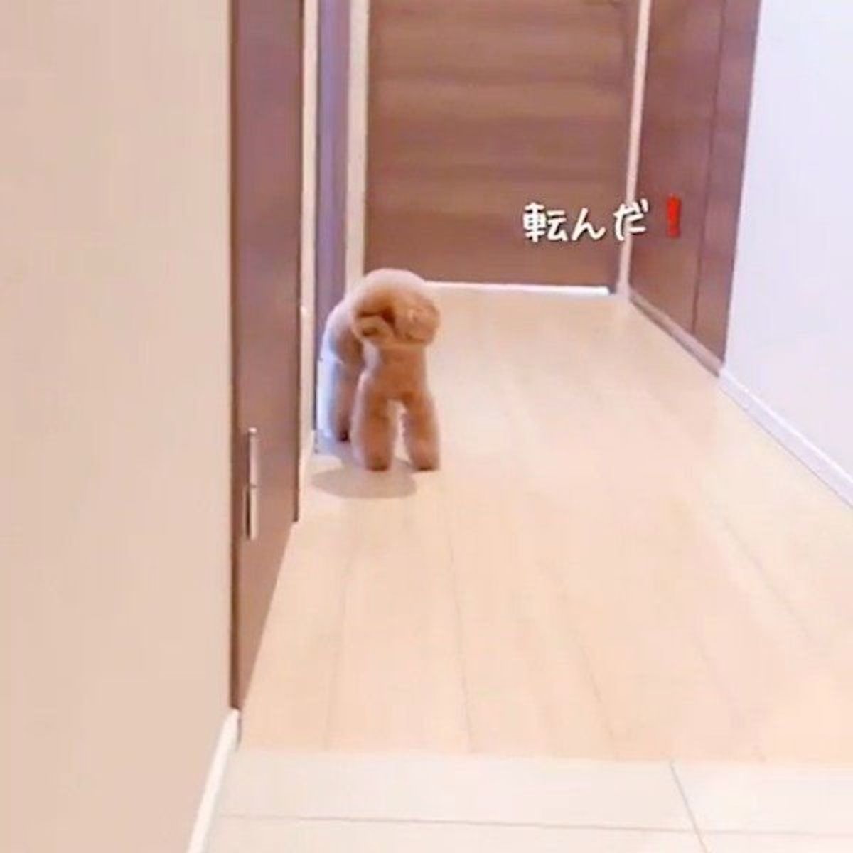 だるまさんが転んだ でワンコがプロ級の動き いぬのきもちweb Magazine だるまさんが転んだ でワンコがプロ級の動き いぬのきもちweb Magazine