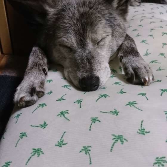 犬の認知症 夜泣き 飼い主の生活に大きな影響を与えることも いぬのきもちweb Magazine