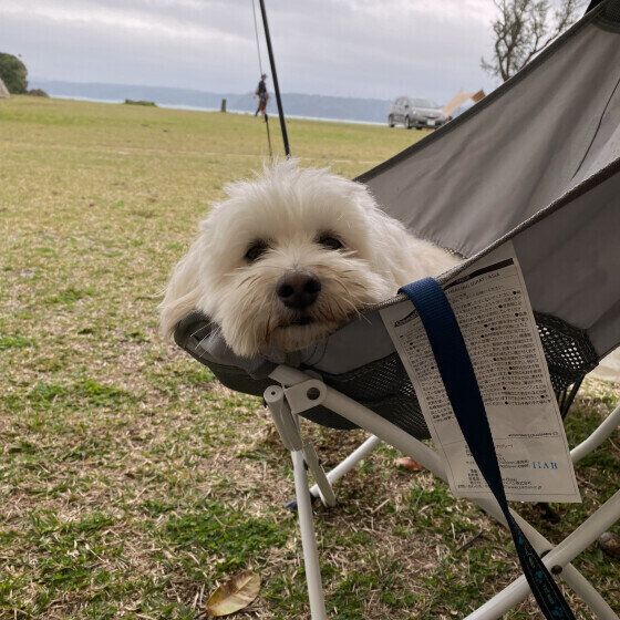 小型犬のまるくん