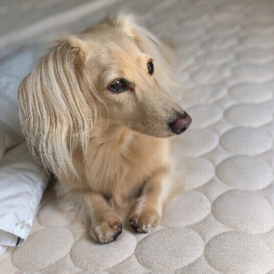 ダックスフンドのSOLくん