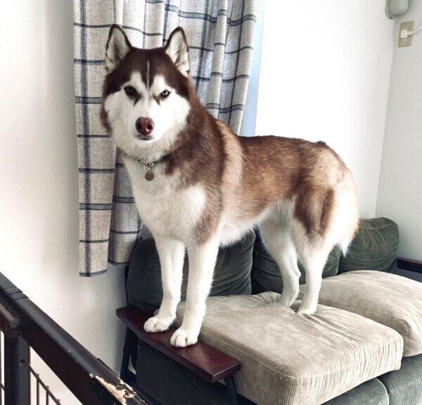 見つめる北斎くん