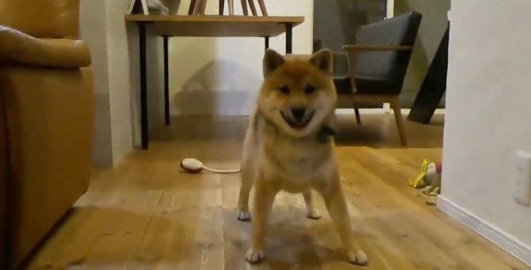 ボール遊びを楽しむおにぎりくん