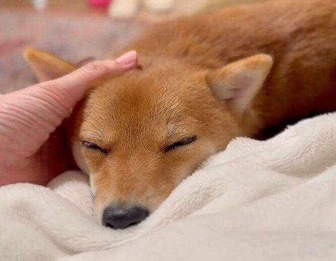 気持ちよさそうなタマちゃん
