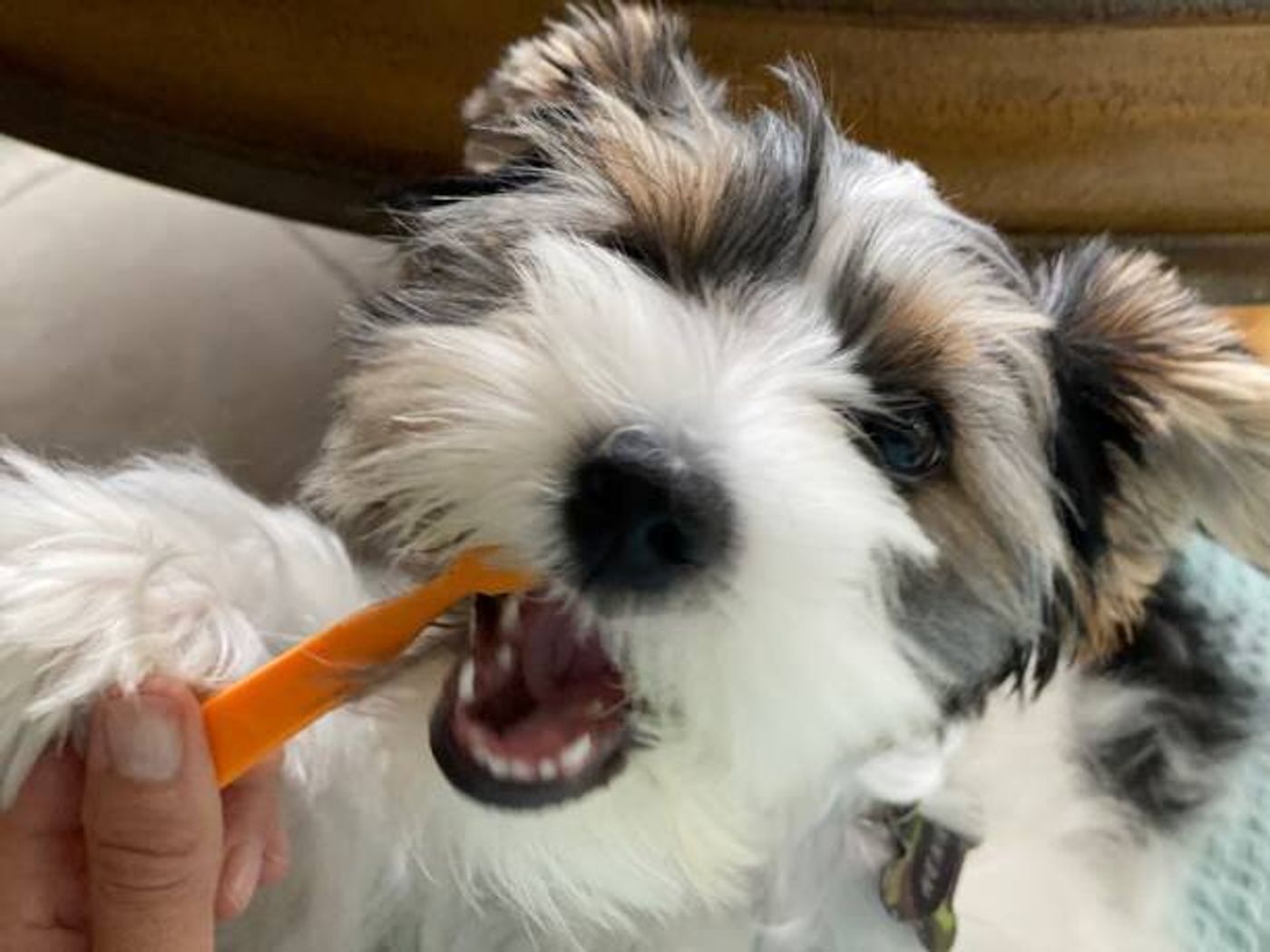 獣医師監修 犬の口臭 病気の場合の臭いと人気のデンタルケアグッズ いぬのきもちweb Magazine 獣医師監修 犬の口臭 病気の場合の臭いと人気のデンタルケアグッズ いぬのきもちweb Magazine