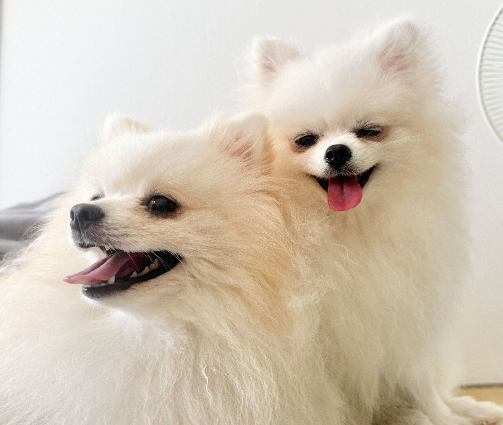 楽しそうなももちゃん、ななちゃん