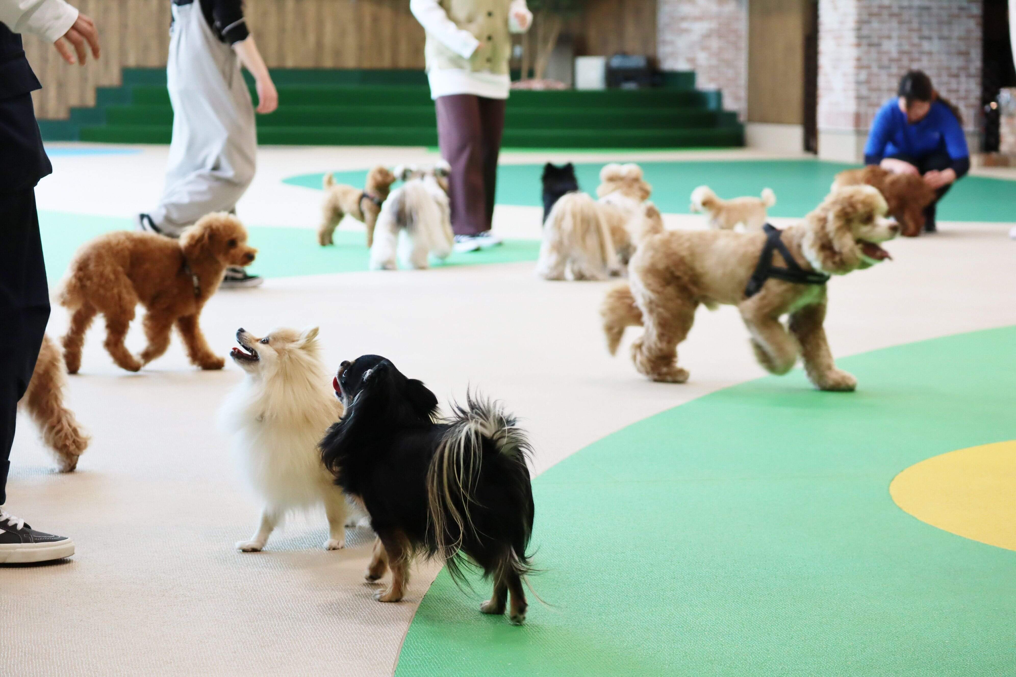 ドッグランで遊んでいるたくさんの犬