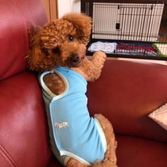 去勢避妊手術の費用