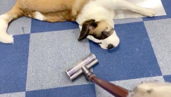 掃除機をかけても動じないドーンちゃん