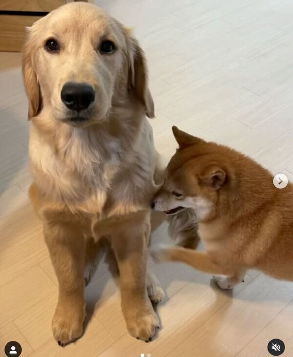 お掃除ロボットが近くにやってきて 危険を知らせる兄犬 と まったく動じない妹犬 の対照的な姿に笑っちゃう いぬのきもちweb Magazine お掃除ロボットが近くにやってきて 危険を知らせる兄犬 と まったく動じない妹犬 の対照的な姿に笑っちゃう いぬのきもちweb Magazine