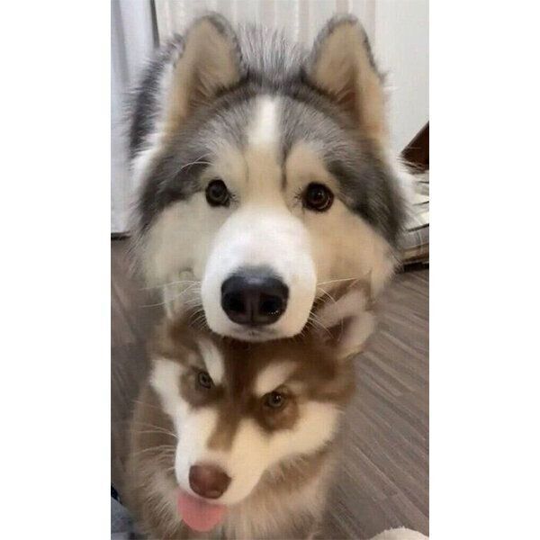 コスモくんにあご乗せするアポロくん