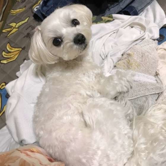 マルチーズのまるちゃん