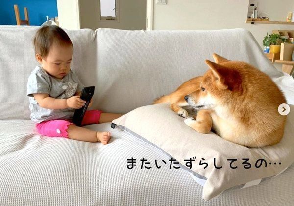 ソファでくつろぐ柴犬の花子ちゃんと女の子